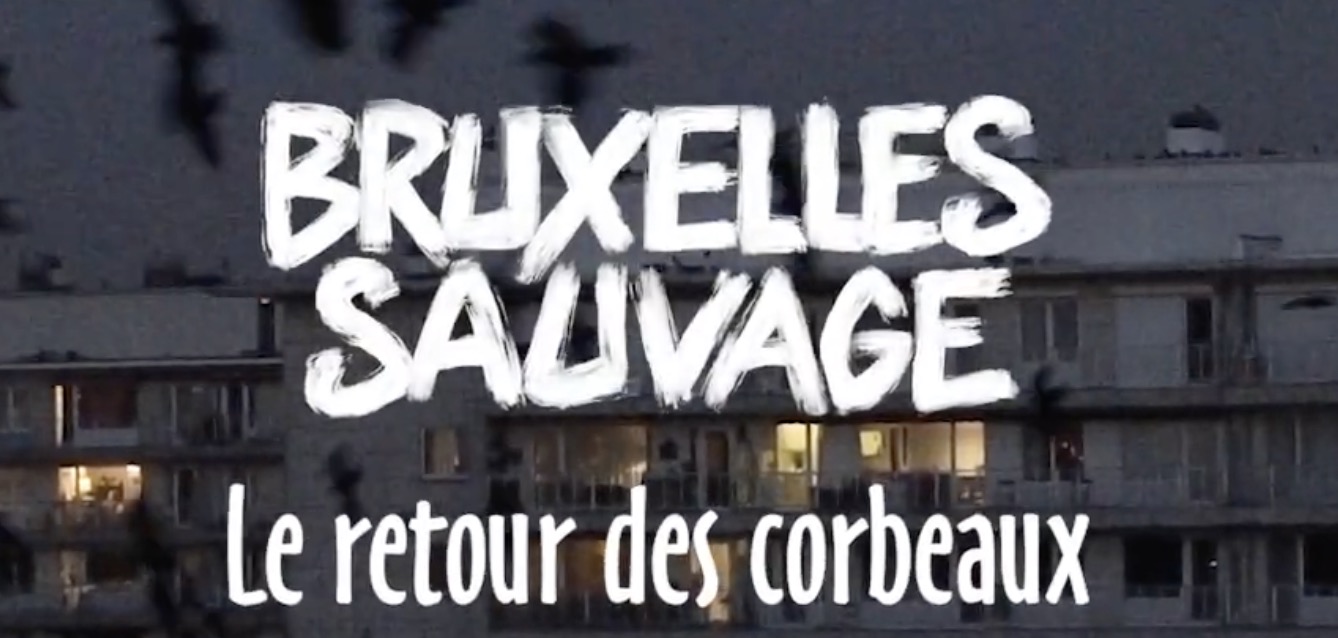 26/11, ciné potage : Bruxelles sauvage : le retour des corbeaux