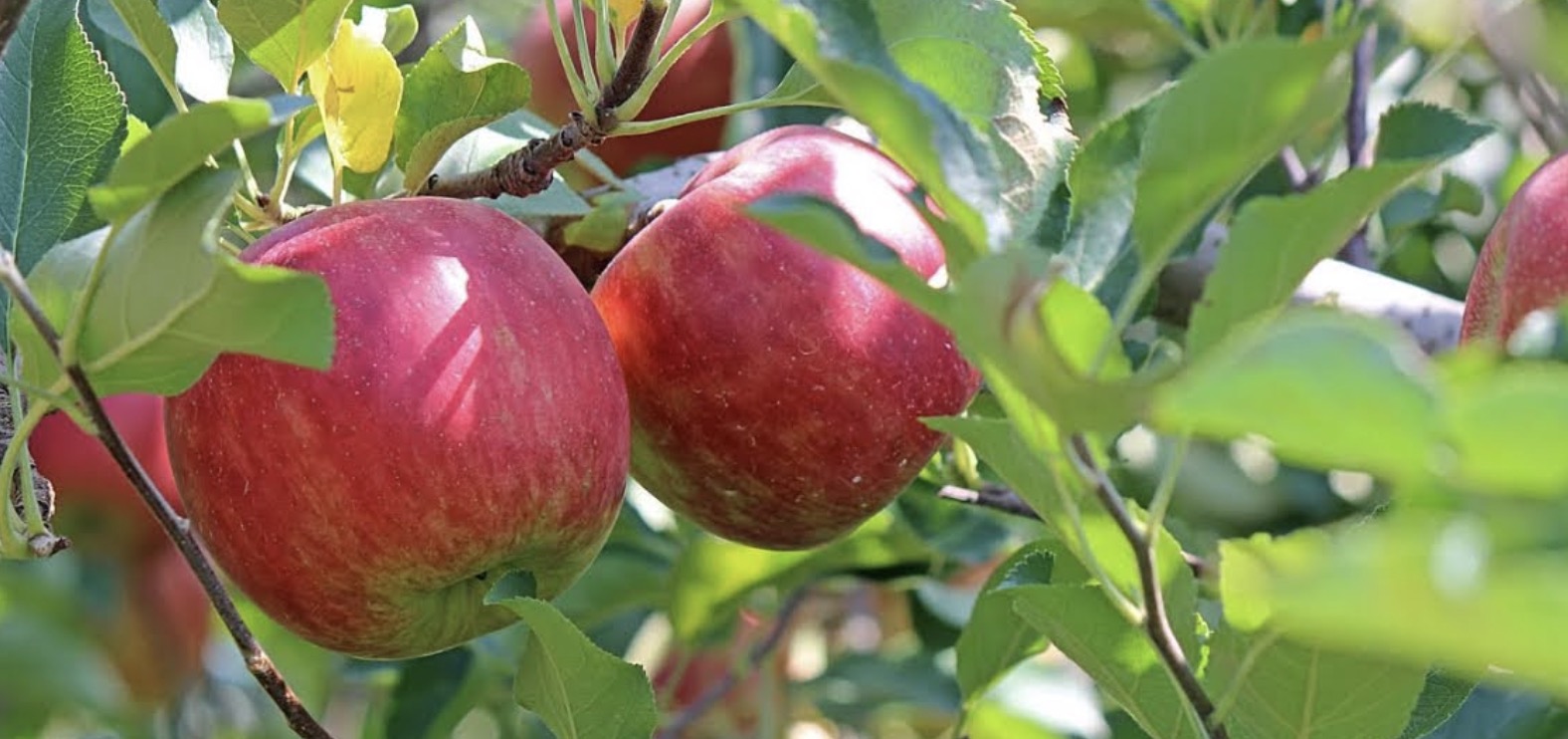6/09, atelier récolte pommes