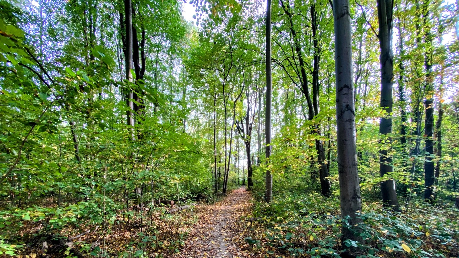 Stages & activités d’automne