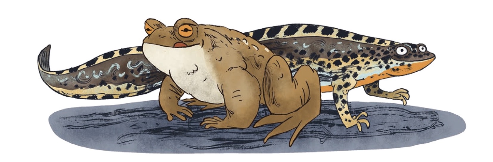 Batraciens en danger !