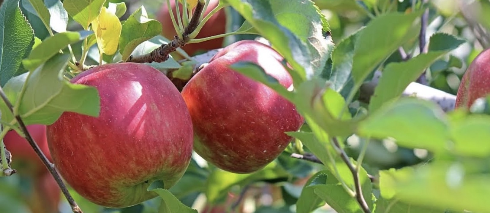 28/03, Atelier multiplication fruits