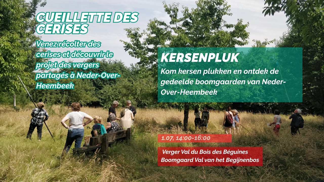 1/07, atelier cueillette cerises au verger collectif du val du bois des béguines